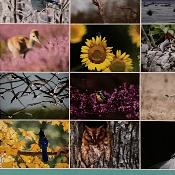 2023 Audubon Society Protecting Birds & Nature Photography 16 Month Calendar - Picture 5 of 8